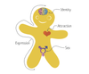 Meet the Genderbread Person • What's On Queer Magazine
